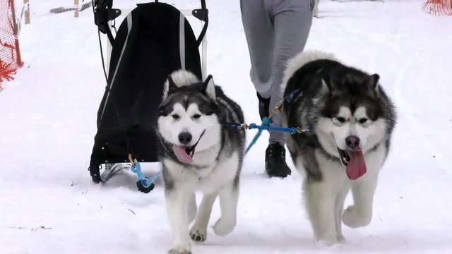 Sport team sled eager husky and malamute at finish of dog race. Workers siberian huskies of the North to championship. 