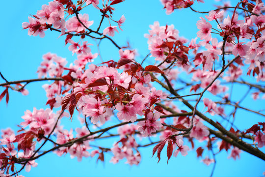 Rosa Kirschblüten läuten Frühling und Kirschblütenfest ein