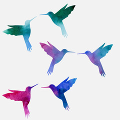 Hummingbird watercolor - obrazy, fototapety, plakaty