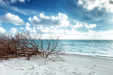 Abandoned Beach at Maldives island Fulhadhoo with white sandy beach and sea