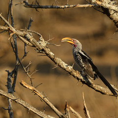 Yellow Hornbill, sitting on branch of dead tree in evening sunset, looking left. Kruger National Park, South Africa
