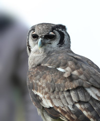 Close up of a male Verreaux's Eagle Owl
