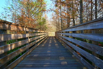 Fototapeta premium Wetlands