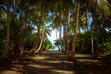 Obraz premium South Beach Palm Tree Covered Alley