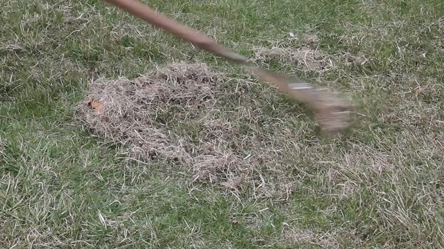 Spring care for lawn, manual scarification of lawn with fan rakes. Rakes comb out the remains of dry grass and moss on a pile.