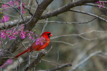 A red male cardinal sits amongst the pinkish purple blooms of a redbud tree at the beginning of spring