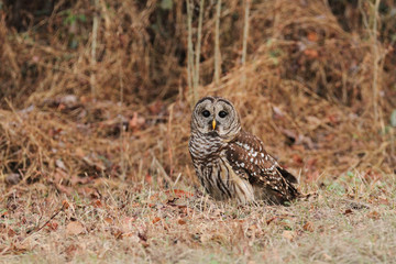Barred Owl