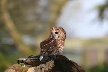 Portrait of a Tawny Owl perched on a tree stump in woodland