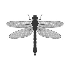 Silhouette of Dragonfly
