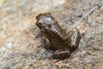 A tiny frog, 1cm in size