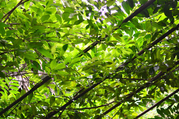 Nature view background of green plant