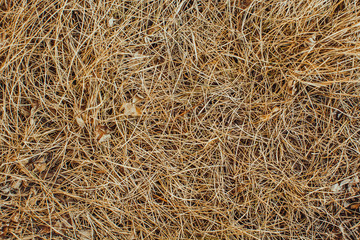 Background with spring grass