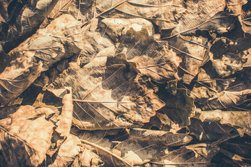 Beautiful background with an oak broom