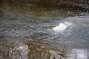 Carp in Stream