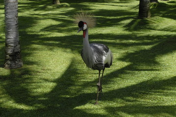 teneriffa,meer,urlaub,vögel
