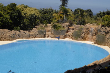 teneriffa,meer,urlaub,vögel