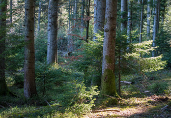 Fir forest in early spring