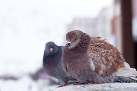 Two ruffled pigeons in the winter on the street, sit in one row