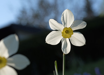 Weiße Narzisse, Narcissus