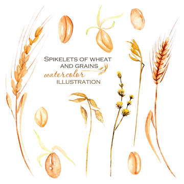 Set, illustration collection with watercolor wheat spikelets, wheat grains and dry flowers, hand drawn isolated on a white background