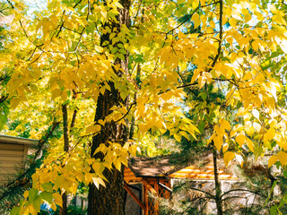 Yellow autumn leaves on a tree. Zaporozhye, park Oak Grove, Ukraine.