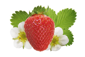 strawberry with leaves and flowers isolated on white background