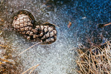 Love of pine cones - nature