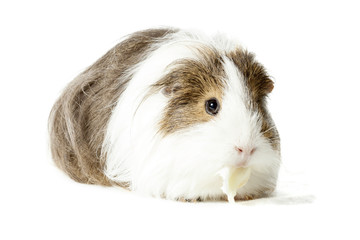 Longhair Guinea pig eating lettuce isolated on white background