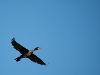 cormorano