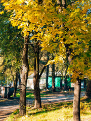 Yellow autumn leaves on a maple tree. Zaporozhye, park Oak Grove, Ukraine.