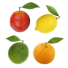 set of citrus isolated on white background