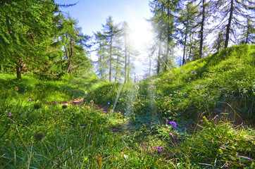 Frühlingerwachen