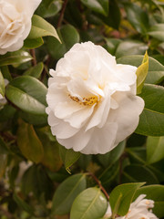 Obraz premium White Rose Flower Head with Open Petals in the Peaceful Daylight Glow of Spring