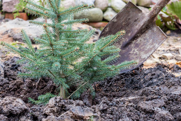 A garden worker plants a young blue spruce tree with the help of spade