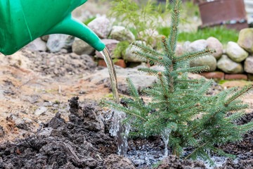 Fototapeta premium A garden worker waters a young blue spruce tree 