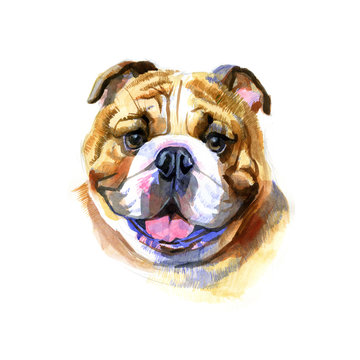 Colored English bulldog's head. Watercolor picture.