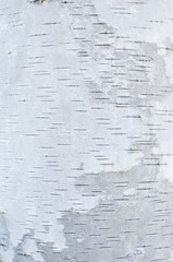 Wood birch bark