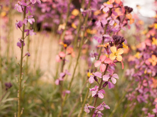 Colourful Pretty Flowers Looking Very Ornate and Funky