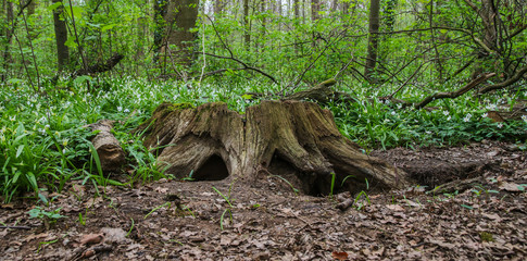 Baumstumpf im Frühlingswald