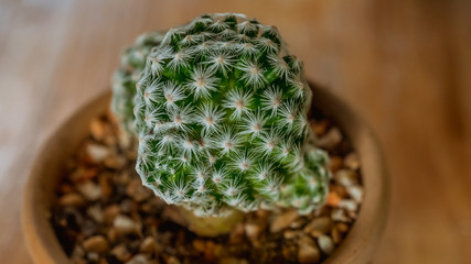 Green Cactus