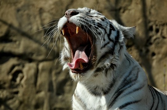 Portrait of white yawning tiger
