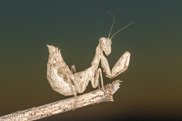 Portrati of a Mantis