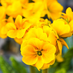 Beautiful floral decorations