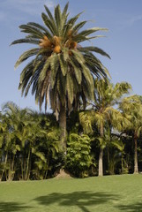 teneriffa,loro park