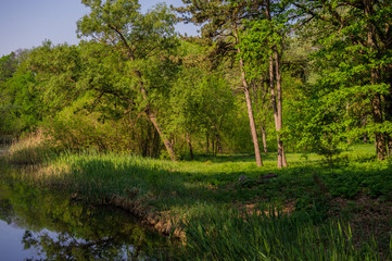 Forest and pond in the spring park