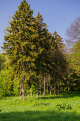 Fototapeta na wymiar Trees fir in a spring park