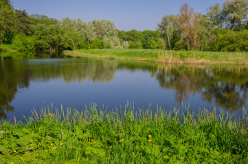 Forest and pond in the spring park