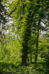 Green trees in the spring park