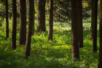 trunks in the park
