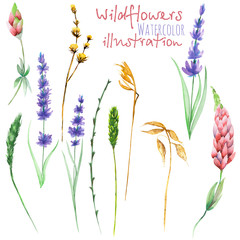Fototapeta na wymiar Set of floral isolated elements: wildflowers, lupine, dryflowers and eustoma, hand drawn in watercolor on a white background